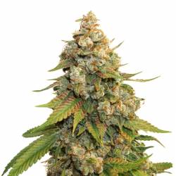 Golden Lemon Haze de Seed Stockers