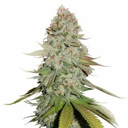 Gorilla Glue de Seed Stockers