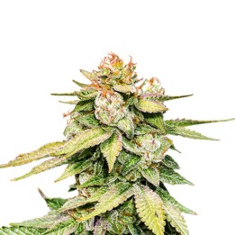 Gorilla Glue Auto de Seed Stockers