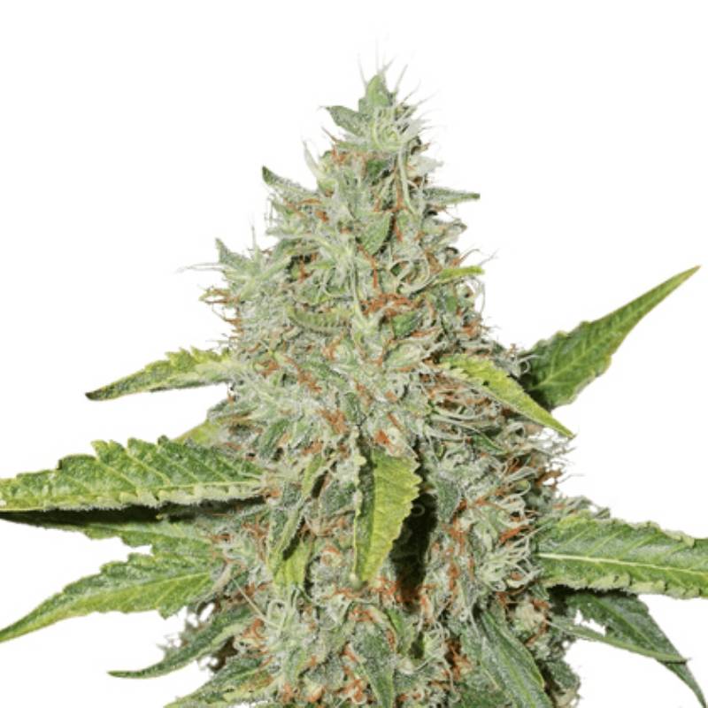 Northern Lights de Seed Stockers