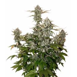 O.G. Candy Dawg Kush Auto de Seed Stockers