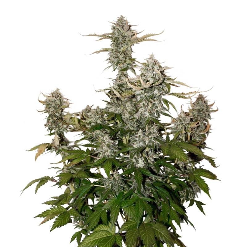 O.G. Candy Dawg Kush Auto de Seed Stockers