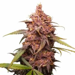 Purple Punch de Seed Stockers