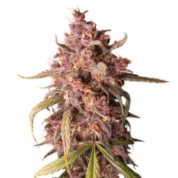 Purple Punch Auto de Seed Stockers