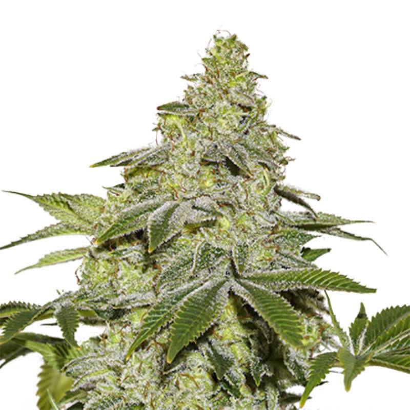 Sherbet Auto de Seed Stockers