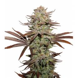 Sticky Fingers Auto de Seed Stockers