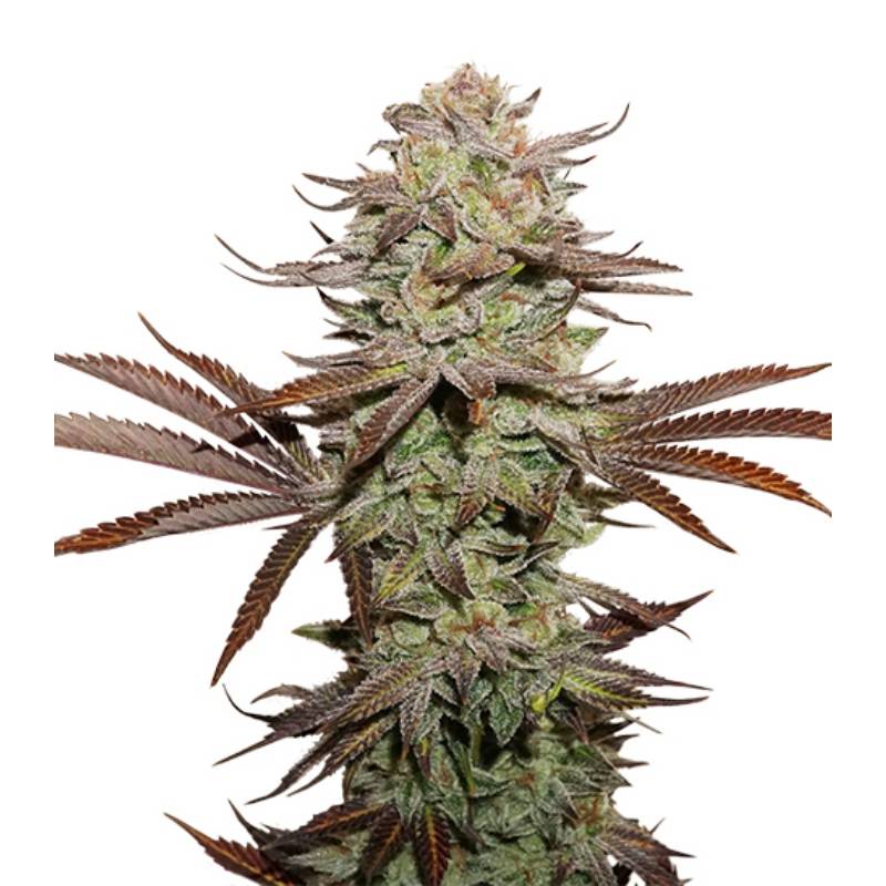 Sticky Fingers Auto de Seed Stockers