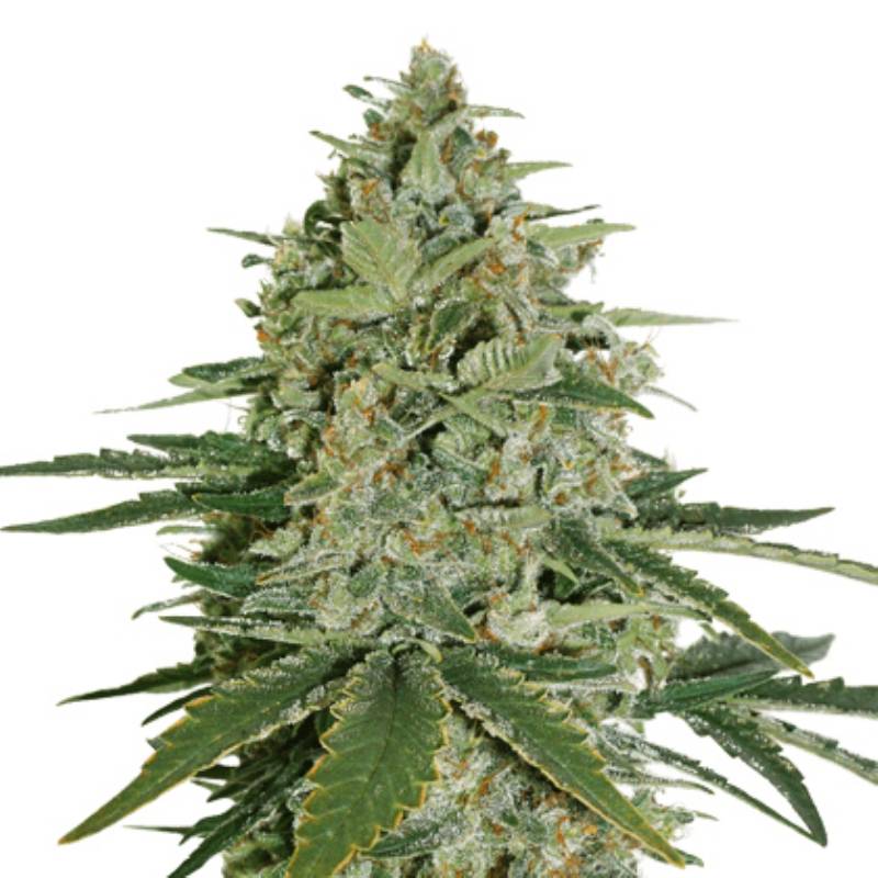 Super Skunk de Seed Stockers