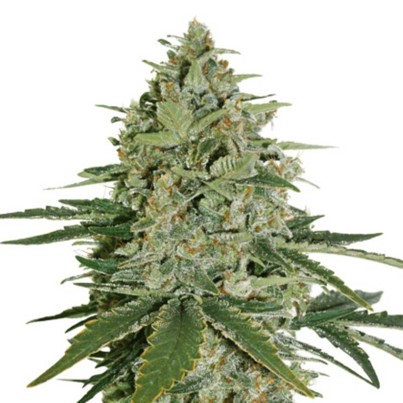 Super Skunk Auto de Seed Stockers