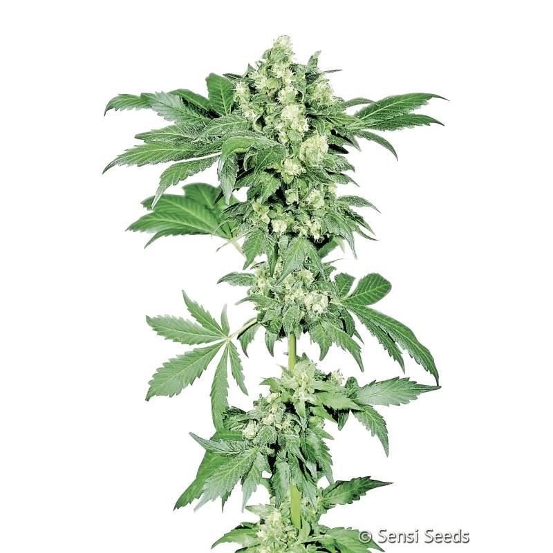 Afghani N1 Regular de Sensi Seeds