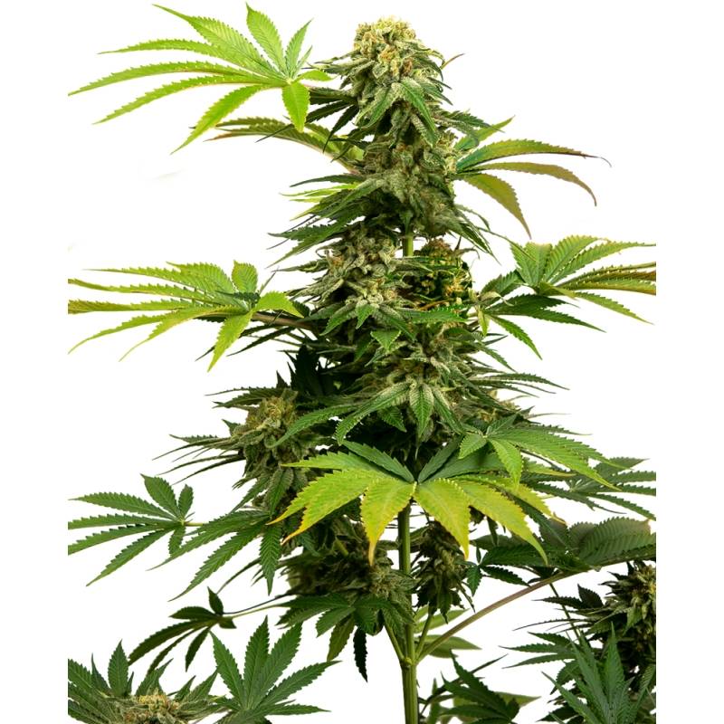 Black Harlequin de Sensi Seeds Black Harlequin de Sensi Seeds