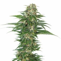 Early Skunk Automatic de Sensi Seeds