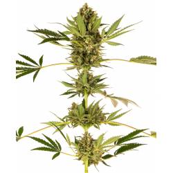 Himalayan Cbd Feminizada de Sensi Seeds