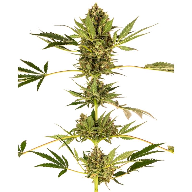 Himalayan Cbd Feminizada de Sensi Seeds