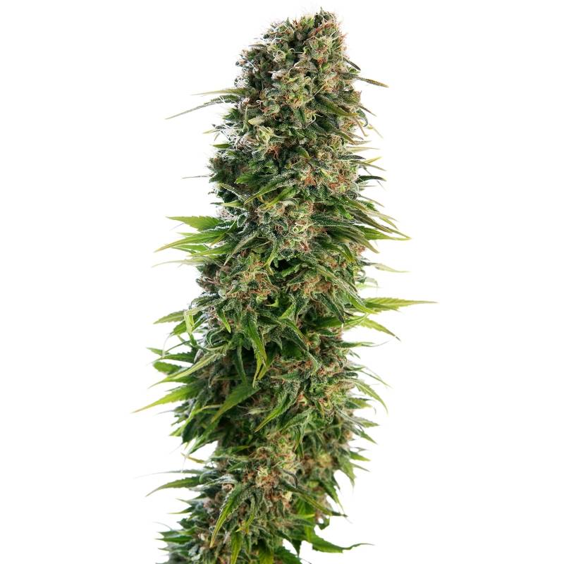 Hindu Kush Autofloreciente Feminizada de Sensi Seeds