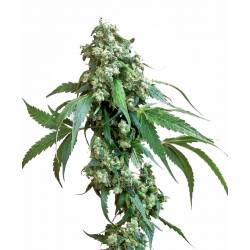 Jack Flash 5 Feminizada de Sensi Seeds