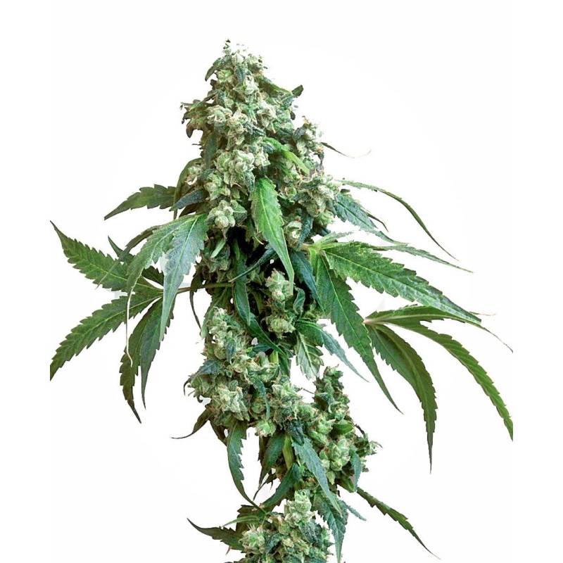 Jack Flash 5 Feminizada de Sensi Seeds