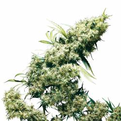 Jamaican Pearl Feminizada de Sensi Seeds