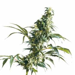 Mexican Sativa Feminizada de Sensi Seeds