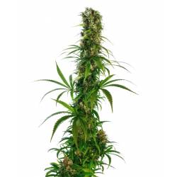 Michka ® Ltd Regular de Sensi Seeds