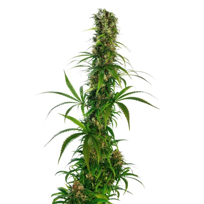 Michka ® Ltd Regular de Sensi Seeds