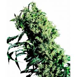 Northern Lights Nº 5 X Haze...