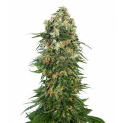 Shiva Skunk Automatic Feminizada de Sensi Seeds