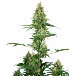 Silver Fire Feminizada de Sensi Seeds