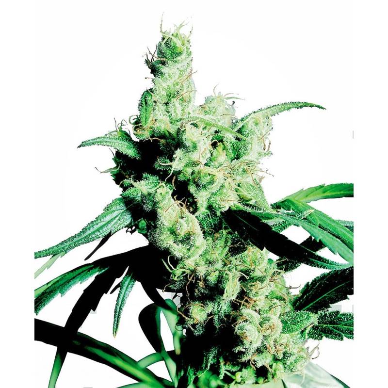 Silver Haze # 9 Feminizada de Sensi Seeds