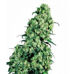 Skunk 1 Feminizada de Sensi Seeds