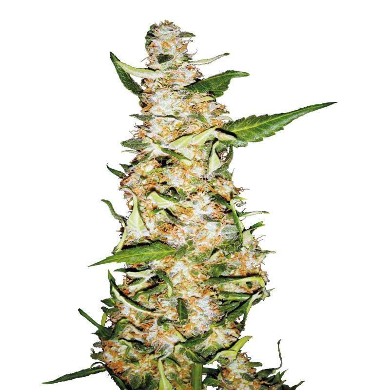 Skunk Nº 1 Automatic de Sensi Seeds