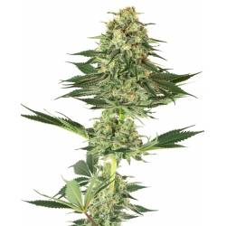 Banana Kush Feminizada de Sensi White Label