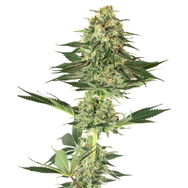 Banana Kush Feminizada de Sensi White Label