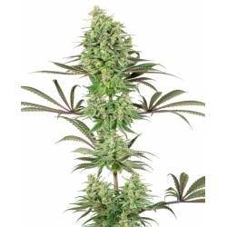 Double Banana Kush Feminizada de Sensi White Label