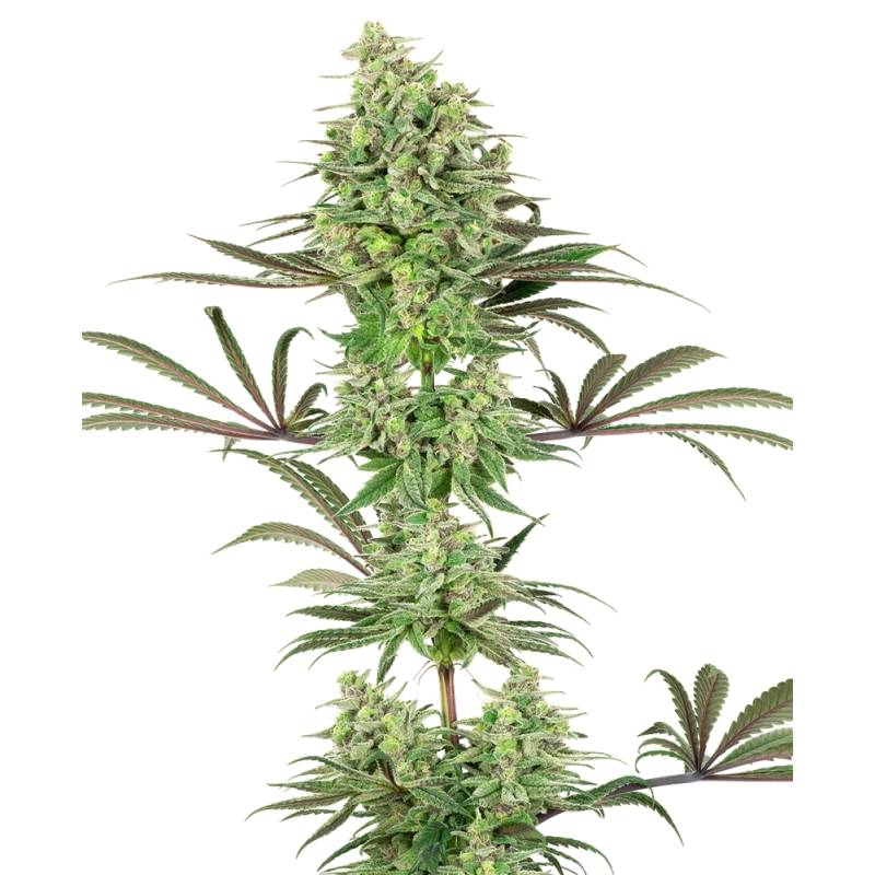 Double Banana Kush Feminizada de Sensi White Label