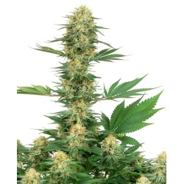 Gelato 420 Feminizada de Sensi White Label