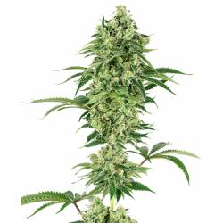 Nicole Hindu Kush Feminizada de Sensi White Label