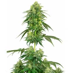 Strawberry Kush Feminizada de Sensi White Label