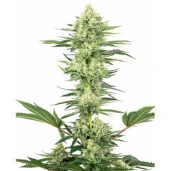 White Gorilla Haze Feminizada