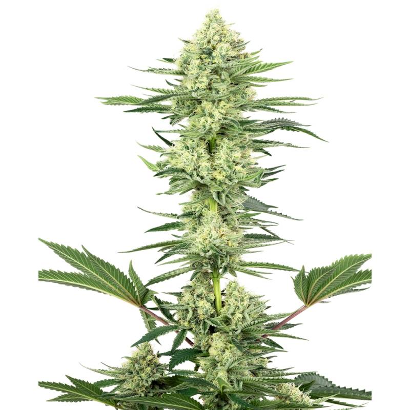 White Gorilla Haze Feminizada de Sensi White Label