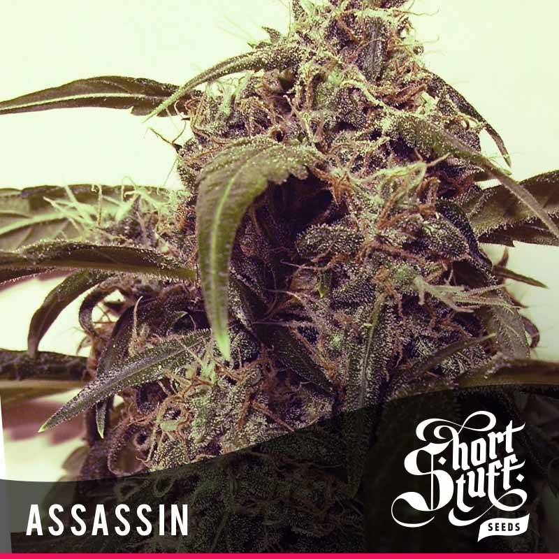 Assassin Regular de Short Stuff Seeds