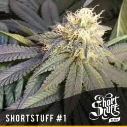 Short Stuff #1 Feminizada de Short Stuff Seeds