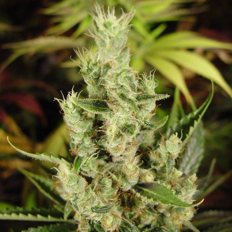 Amnesia Haze Regular de Soma Seeds