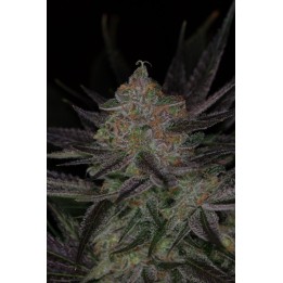 Qrazy Train Regular de Subcool The Dank