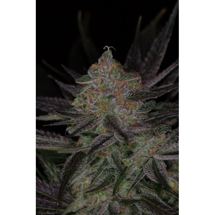 Qrazy Train Regular de Subcool The Dank