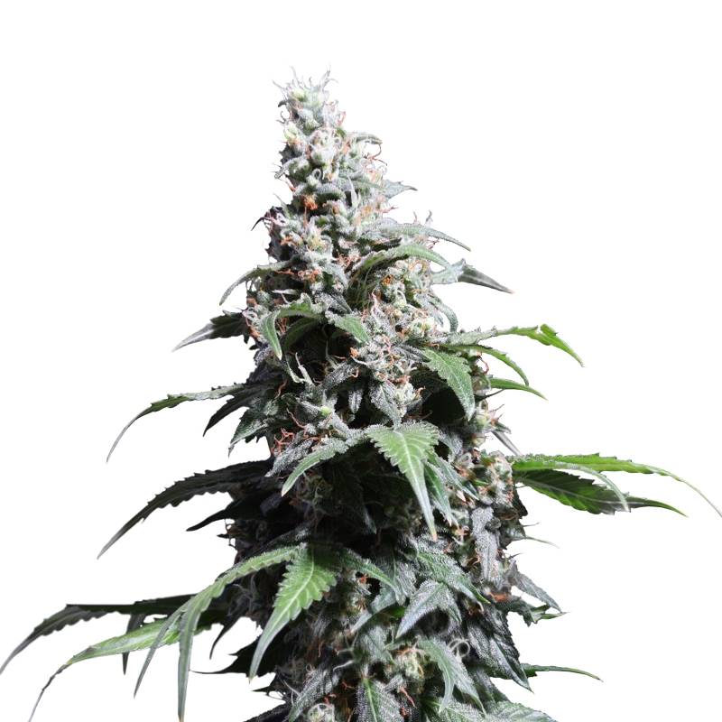 Pineapple Poison de Super Sativa Seed Club