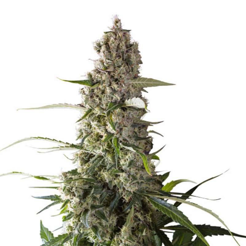 Prima Holandica (12+12) Regular de Super Sativa Seed Club