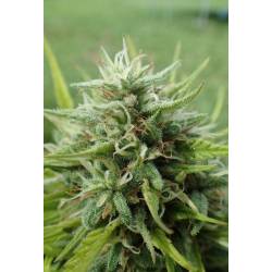 Cookies Krush Feminizada de Super Strains