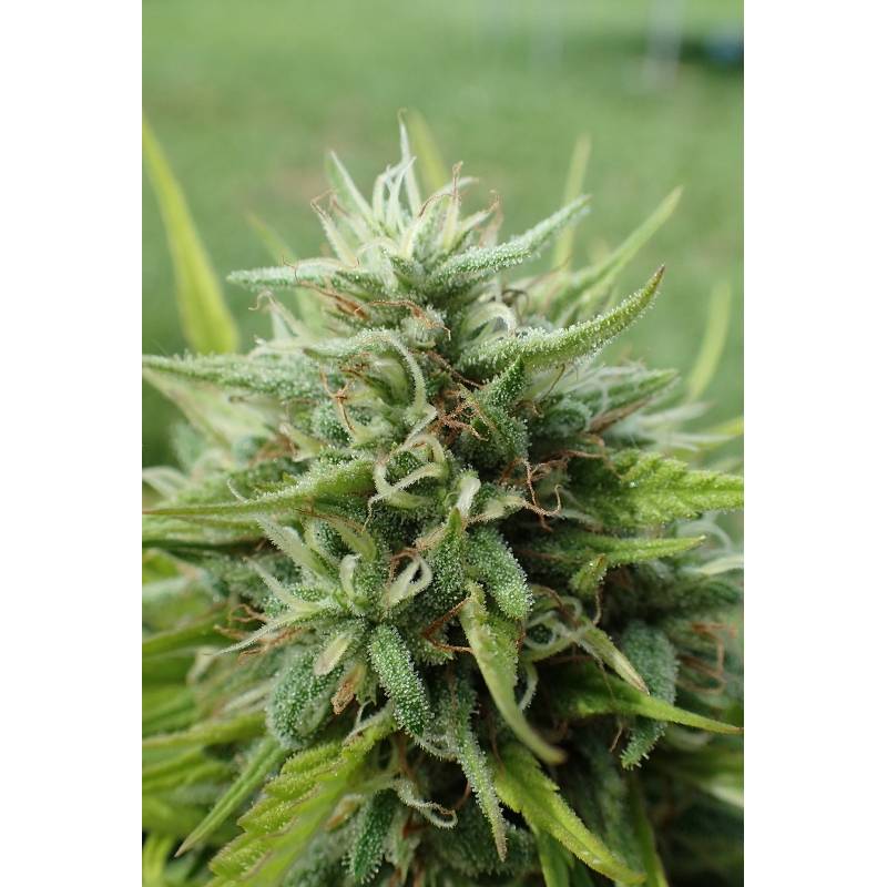 Cookies Krush Feminizada de Super Strains