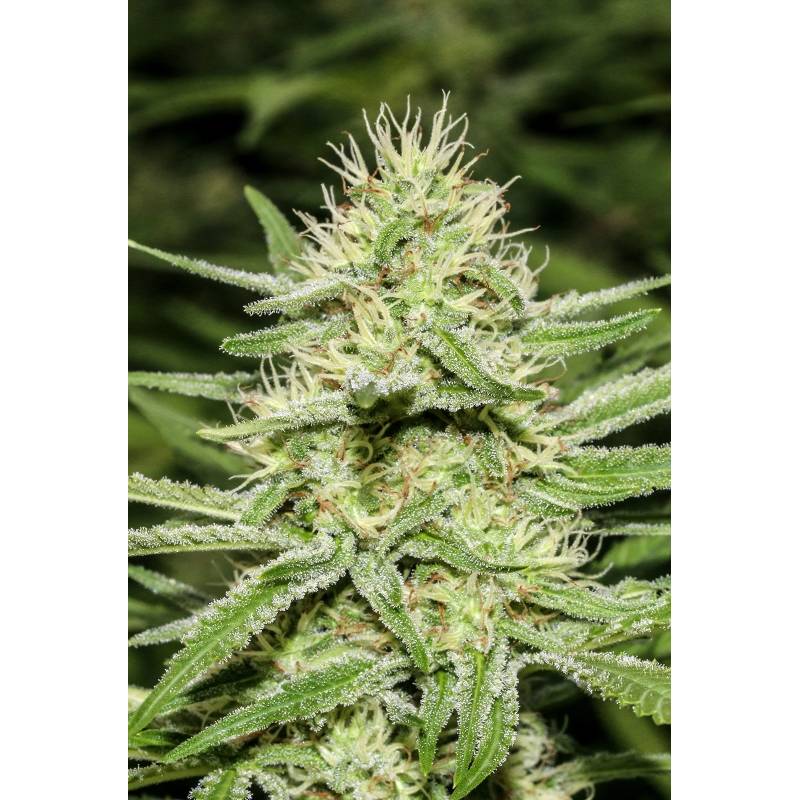 Enemy's Dream Feminizada de Super Strains